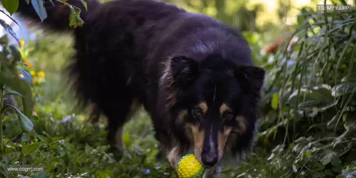 🎧 沉浸式观赛，让呐喊声穿透屏幕！